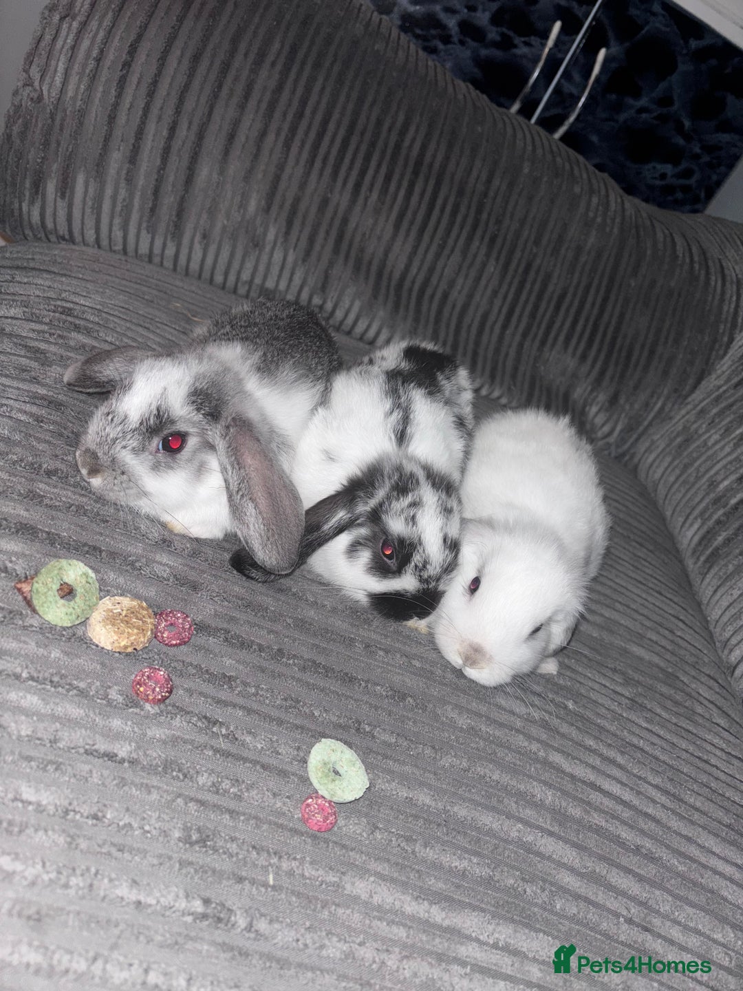 Mini Lop rabbits for sale: Mini lop rabbits - Image 4