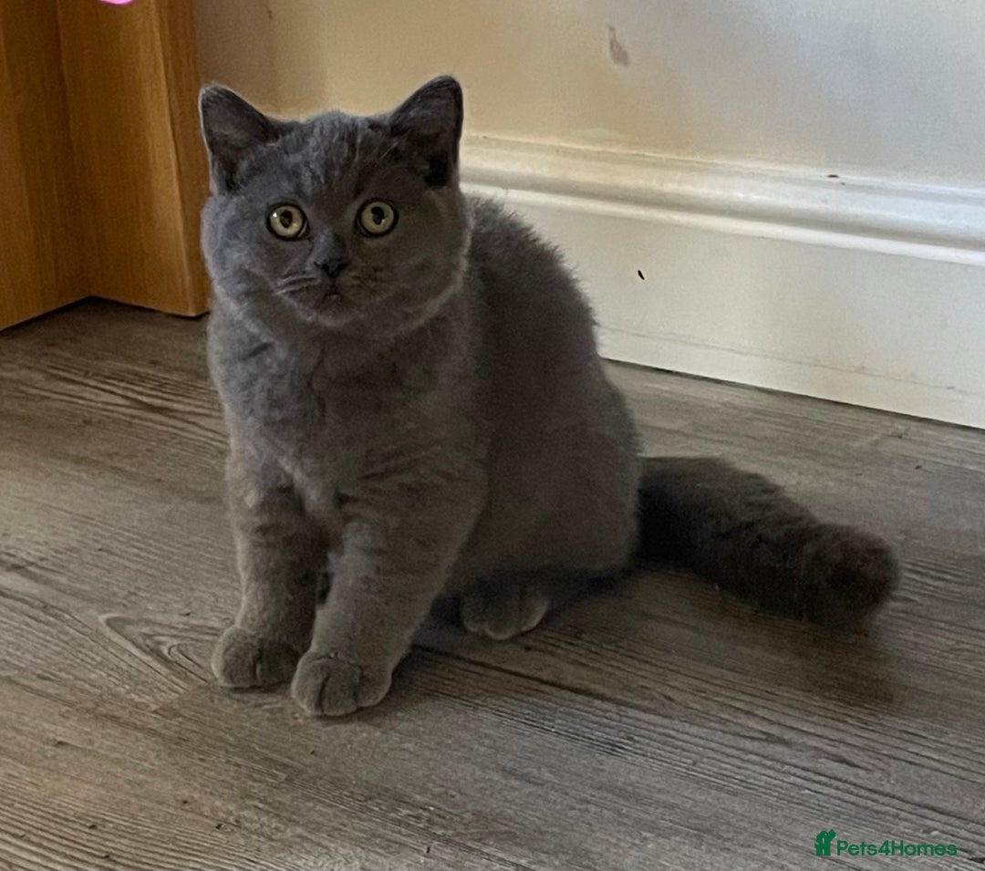 British Shorthair cats for sale: Stunning Bsh kittens READY NOW - Image 5
