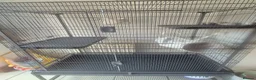 Sugar Glider rodents for sale: Two male sugar gliders  - Advert 3