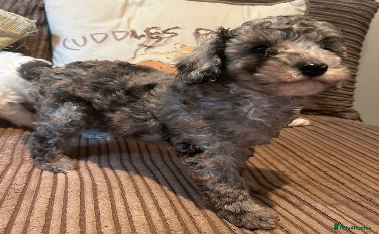 Miniature Poodle dogs - Advert 5