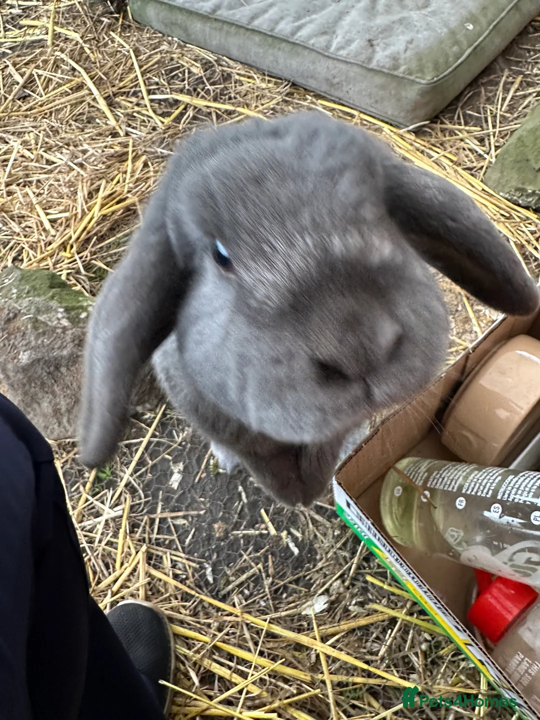 Mini Lop rabbits for sale: 2 female bonded mini lops for sale  - Advert 30