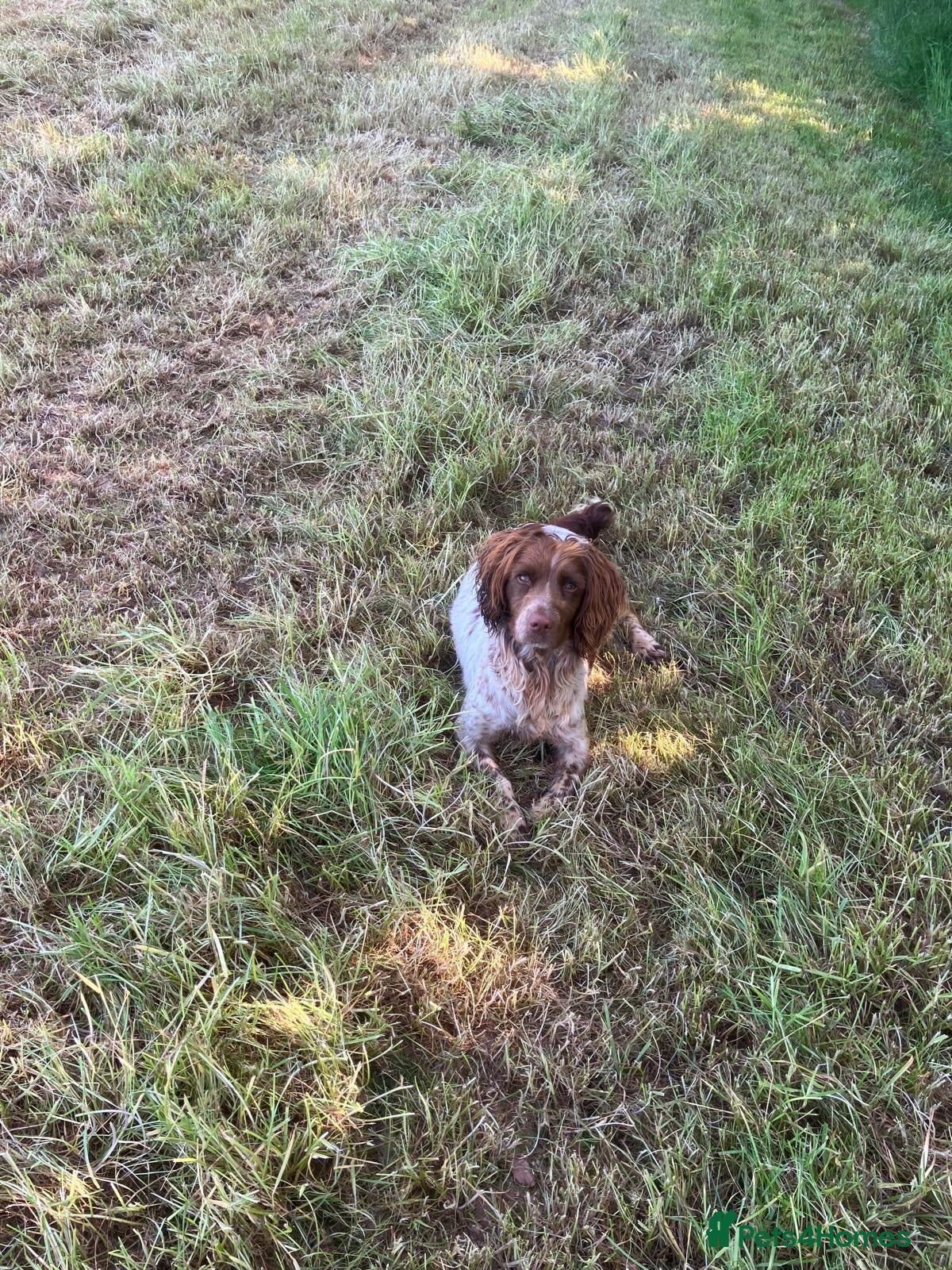 English Springer Spaniel dogs English springer spaniel puppies for sale  - Advert 2