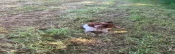 English Springer Spaniel dogs for sale: English springer spaniel puppies for sale  in Abergele - Advert 2
