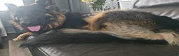 German Shepherd dogs for sale: Gorgeous German Shepherd Puppies For Sale - Advert 22