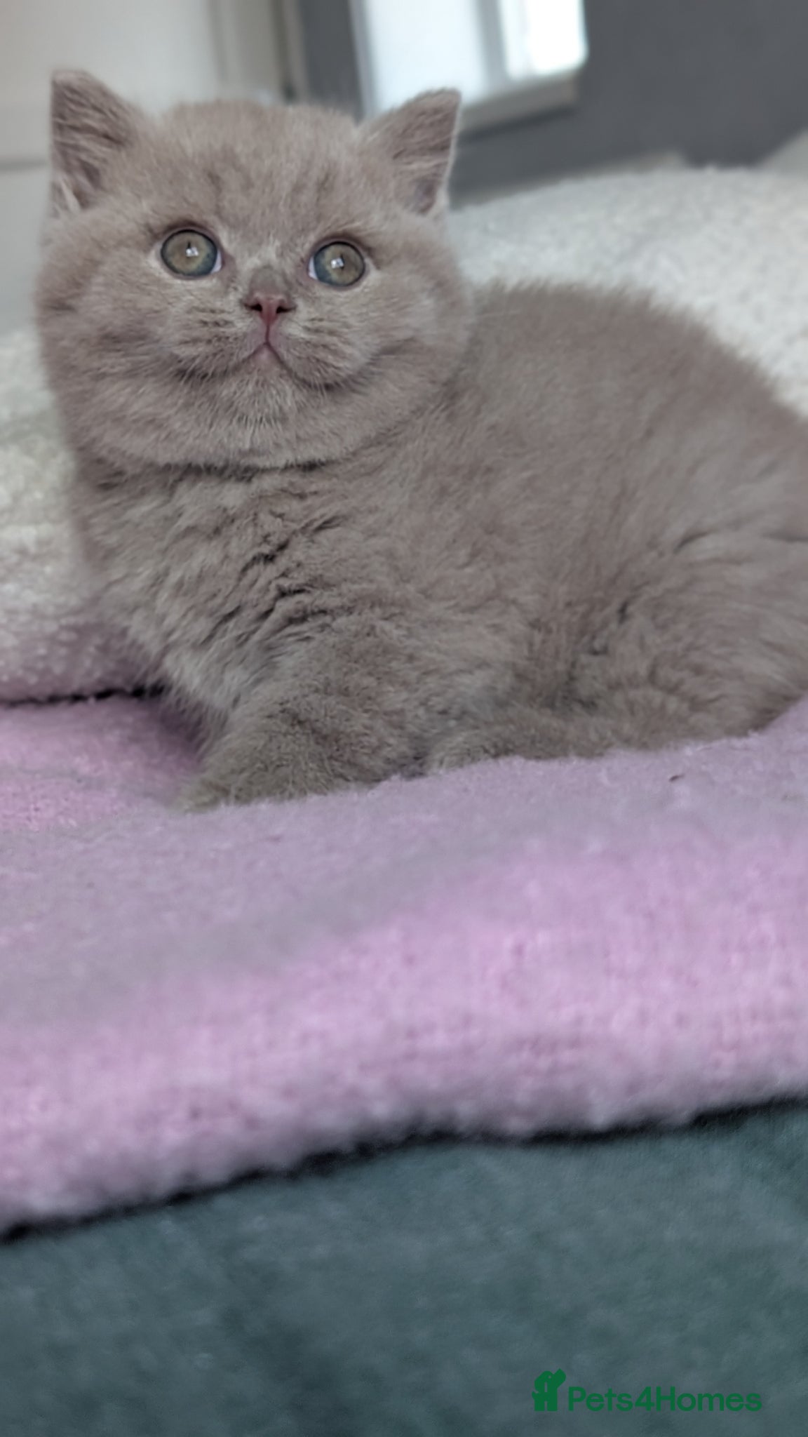 British Shorthair cats GCCF REGISTERED CHOCOLATE AND LILAC KITTENS - Advert 2