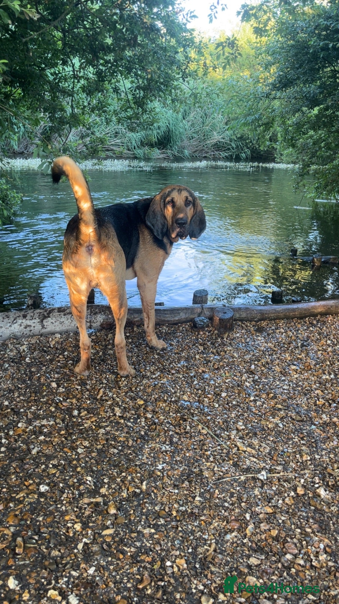 Bloodhound dogs Bloodhound 21 month old  - Advert 3