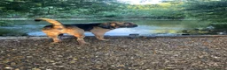 Bloodhound dogs for stud: Bloodhound 21 month old  in Salisbury - Advert 1