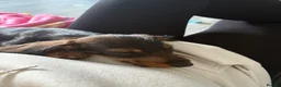 Miniature Dachshund dogs for sale: Miniature Lh dachshund for sale - Advert 4