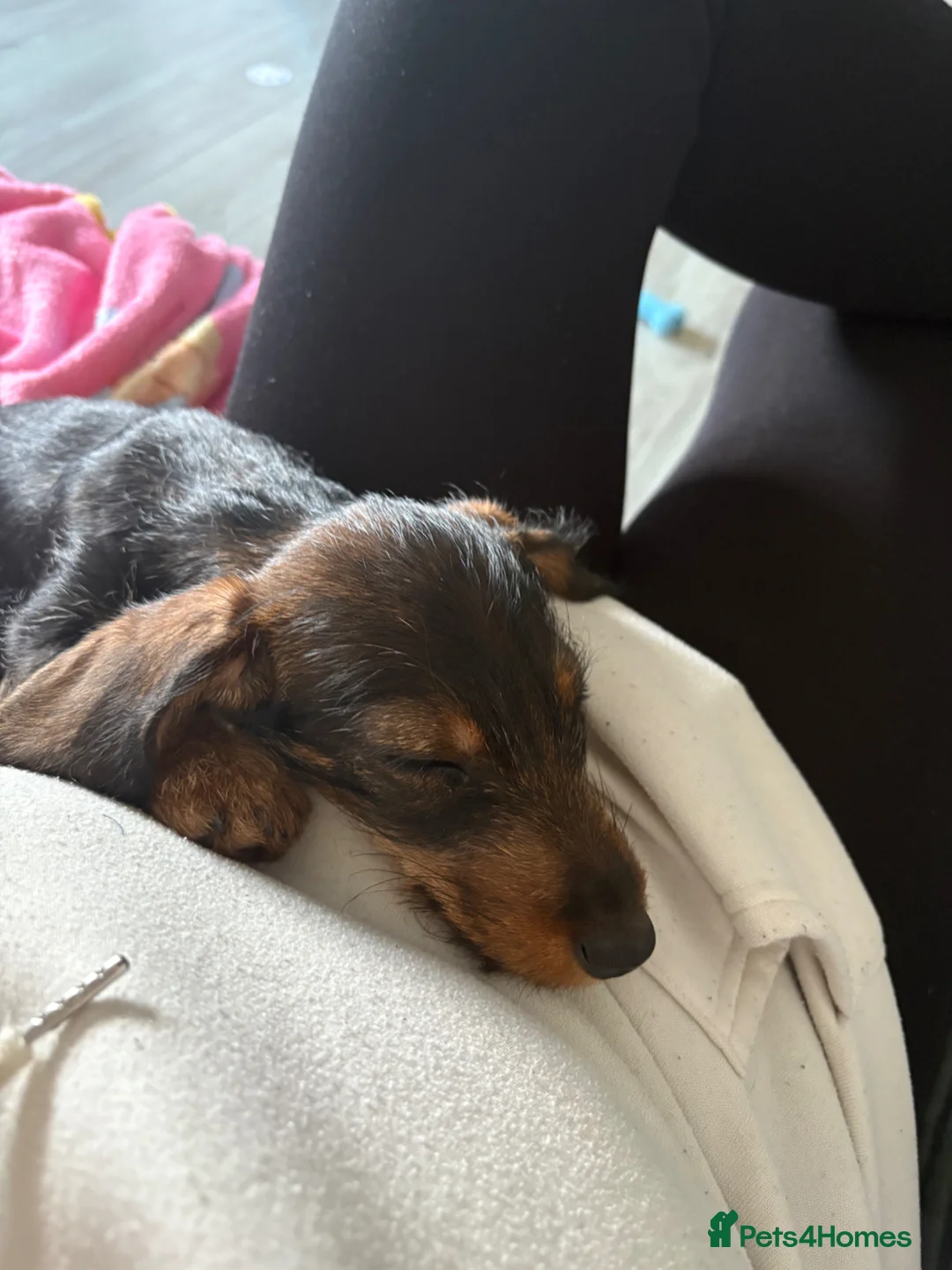 Miniature Dachshund dogs for sale: Miniature Lh dachshund for sale - Advert 4