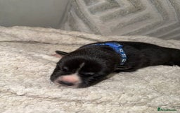 Mixed Breed dogs for sale: Cane corso mix Akita  - Image 28