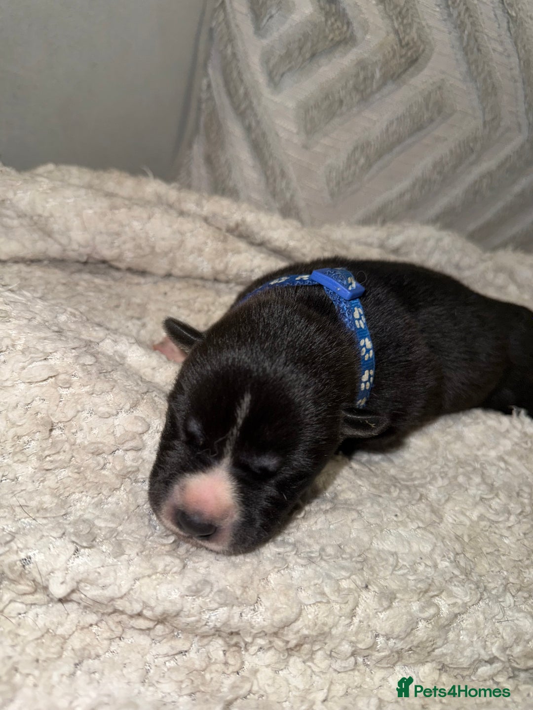 Mixed Breed dogs for sale: Cane corso mix Akita  - Image 28