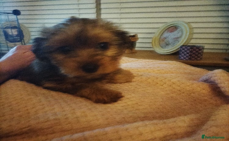 Yorkshire Terrier dogs - Advert 1