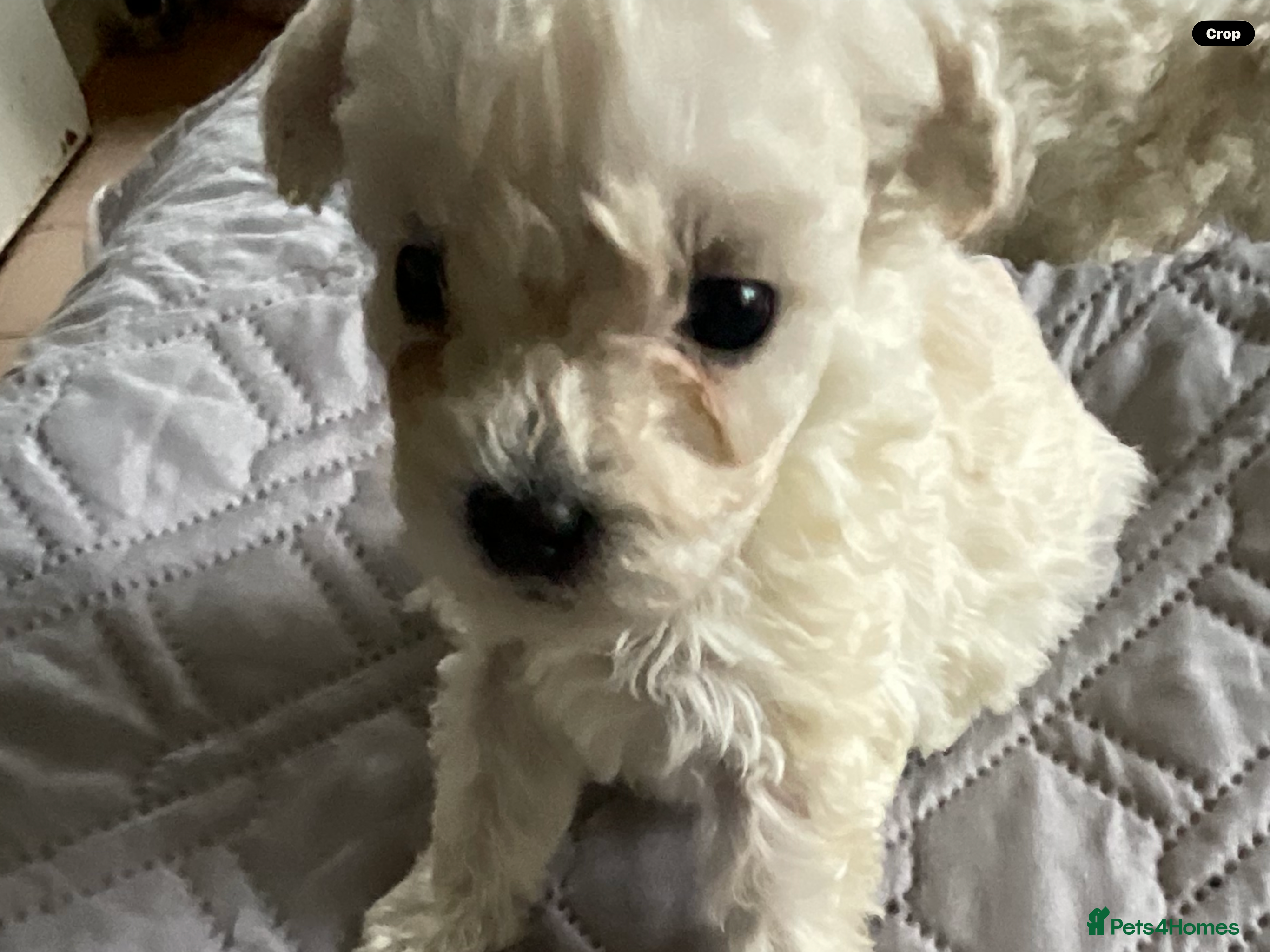 Bichon Frise dogs Bichon Firse in NORTHERN IRELAND - Advert 12