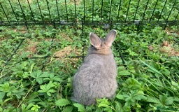 Netherland Dwarf rabbits for sale: Bunnies Netherland Dwarf Rabbits - Image 14