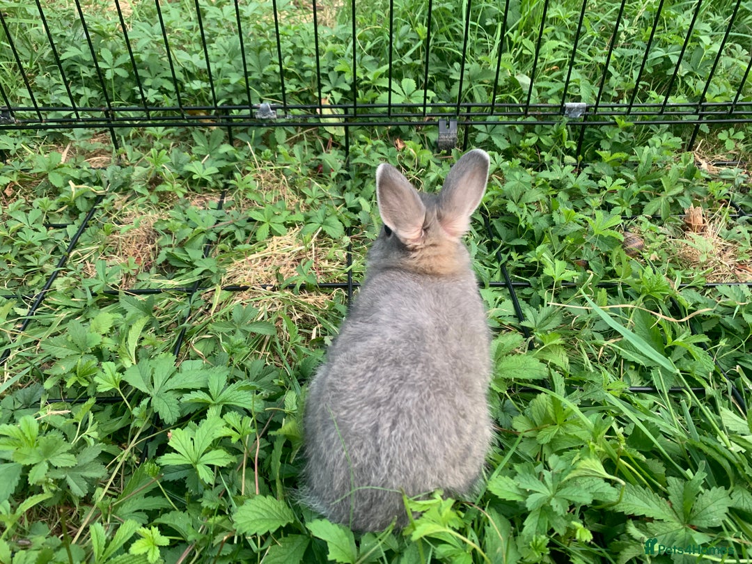 Netherland Dwarf rabbits for sale: Bunnies Netherland Dwarf Rabbits - Image 14