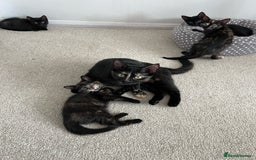 Mixed Breed cats for sale: Tortie kittens - Image 14