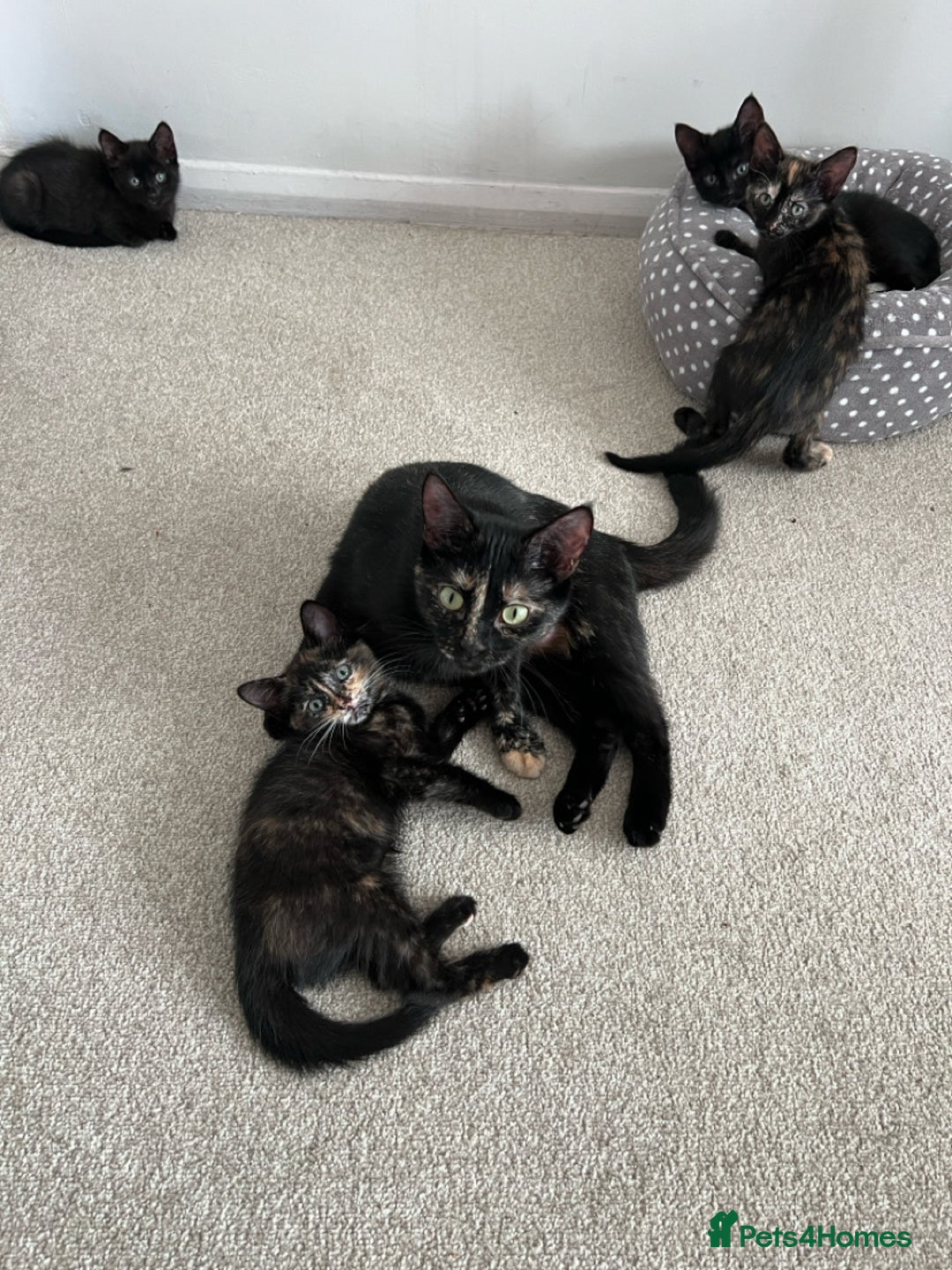 Mixed Breed cats for sale: Tortie kittens - Image 14