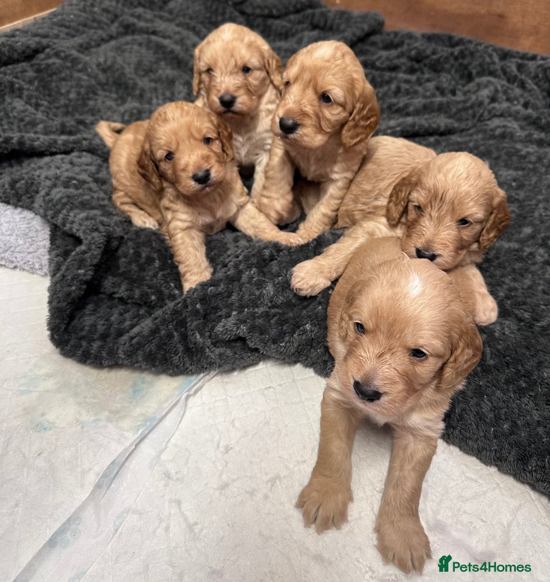 Cockapoo dogs for sale: Cockerpoo Puppies (F1) - Advert 8