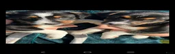 Jack Russell dogs for sale: Beautiful jack Russell puppies  in Burford - Advert 2