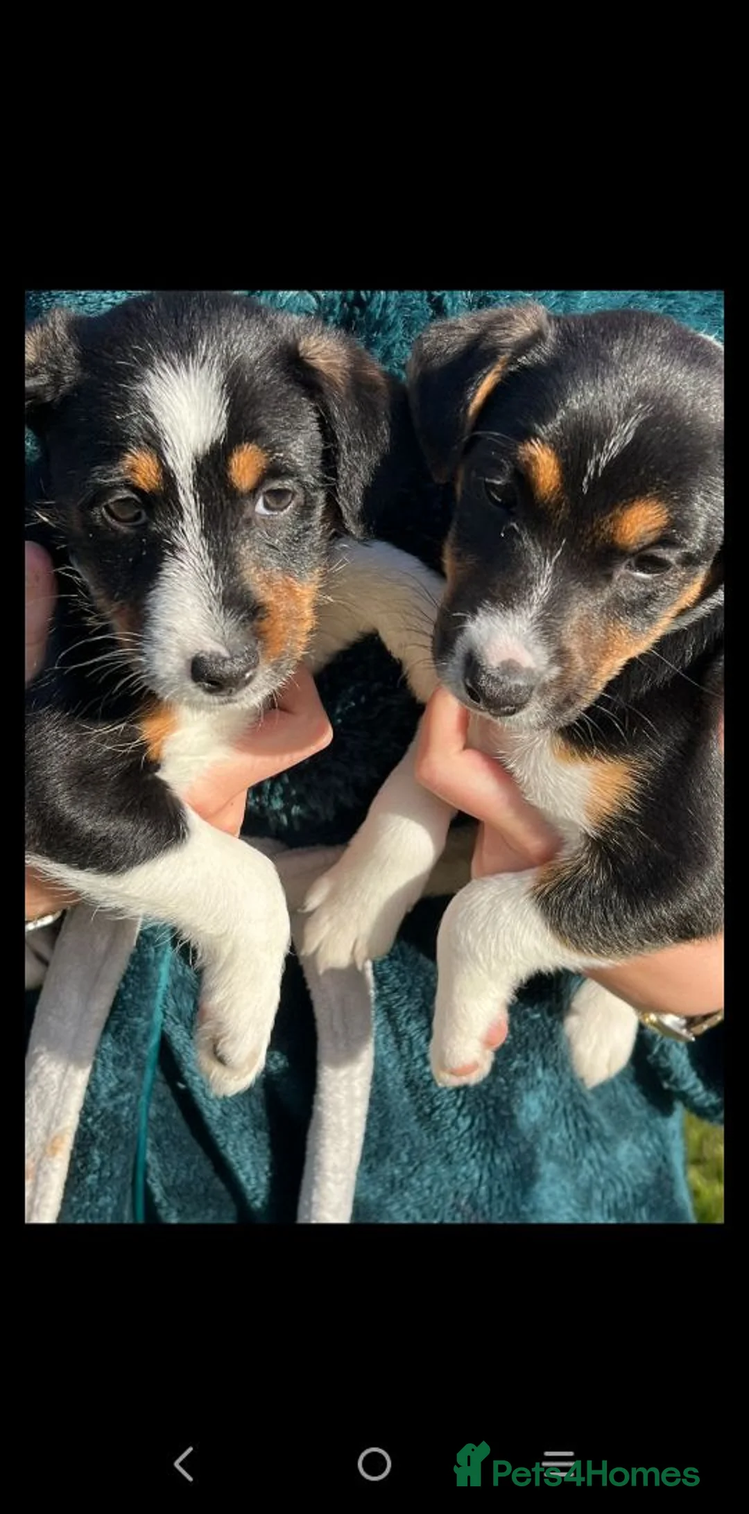 Jack Russell dogs for sale: Beautiful jack Russell puppies  in Burford - Advert 2