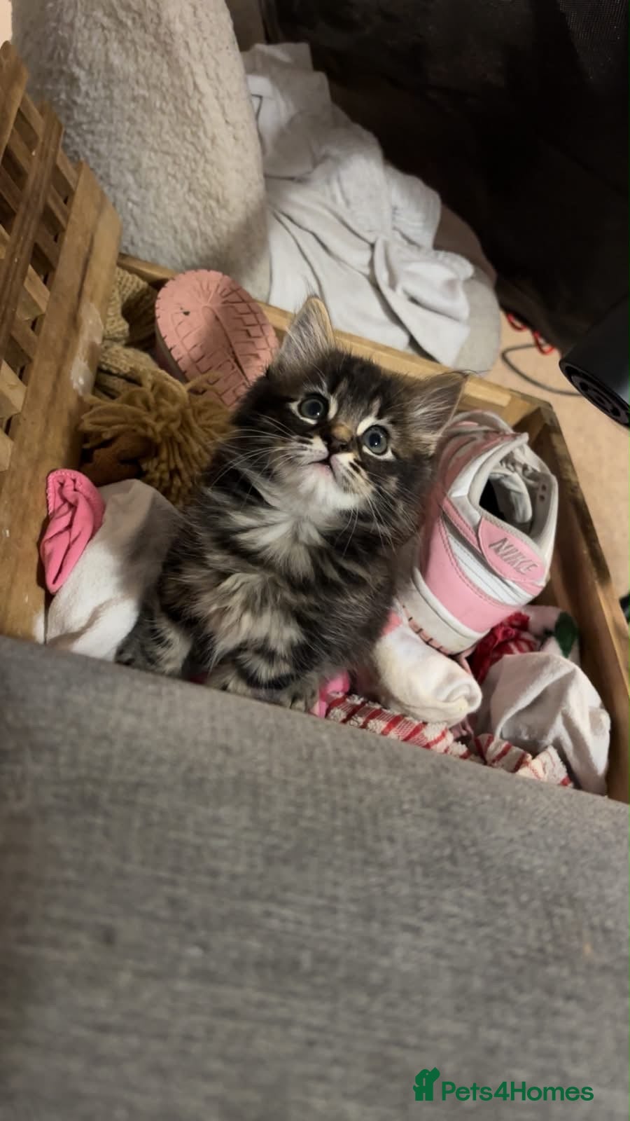 Mixed Breed cats 5 Gorgeous Kittens – Fluffy –  - Advert 3