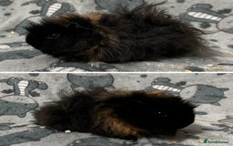 Guinea Pig rodents for sale: Guinea Pig pairs Teddy and Lunkarya  - Image 11