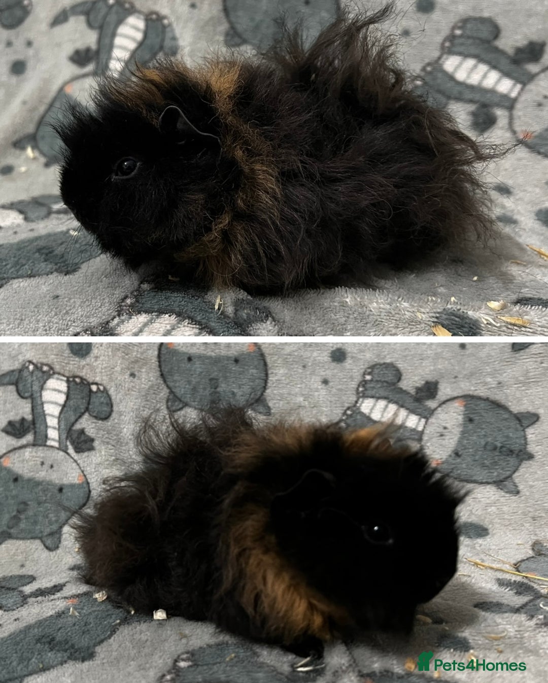 Guinea Pig rodents for sale: Guinea Pig pairs Teddy and Lunkarya  - Image 11