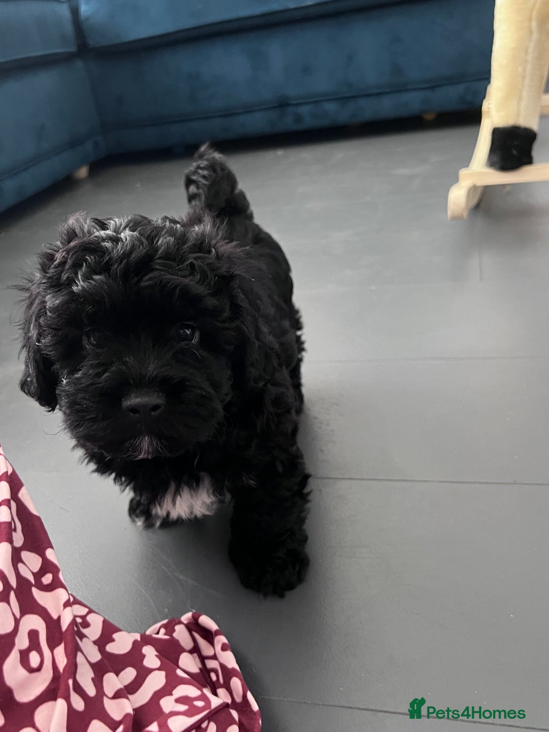 Shihpoo dogs for sale: Beautiful Shihpoo puppies  - Image 3