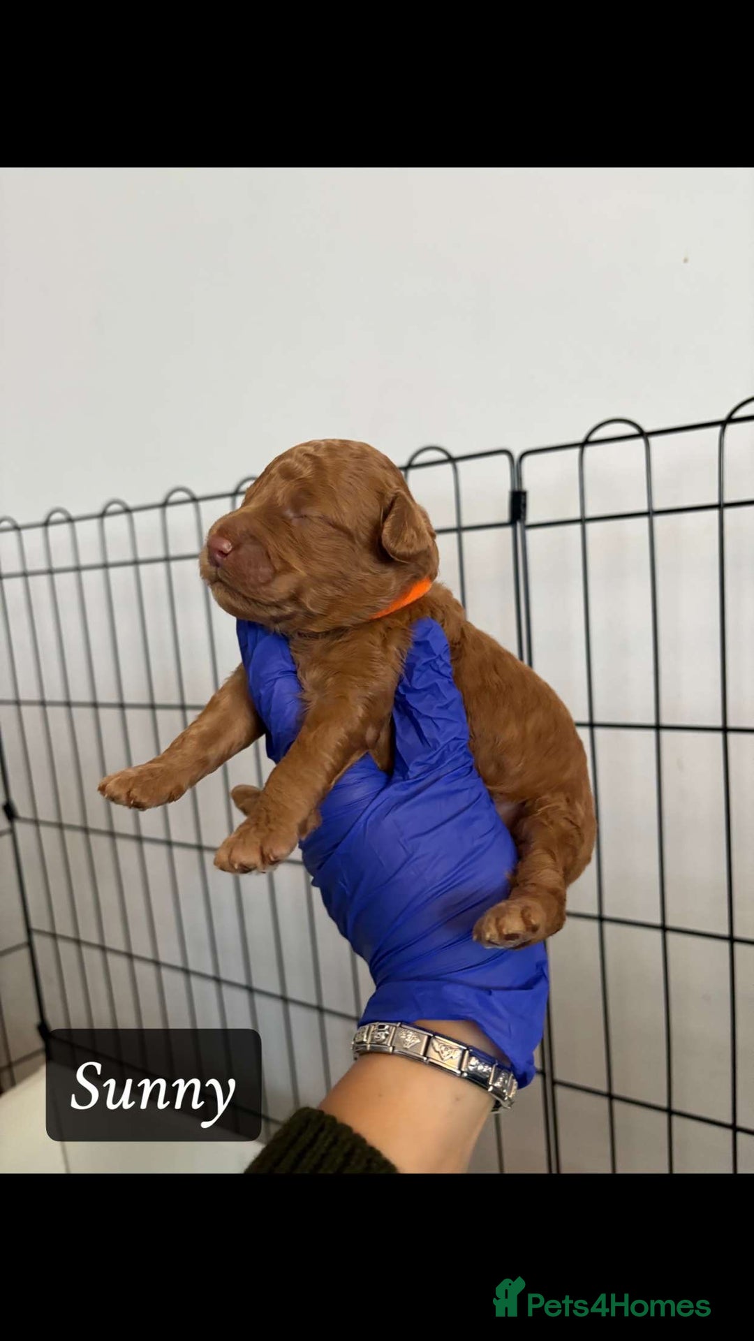 Cockapoo dogs for sale: toy cockapoo pups - Image 8