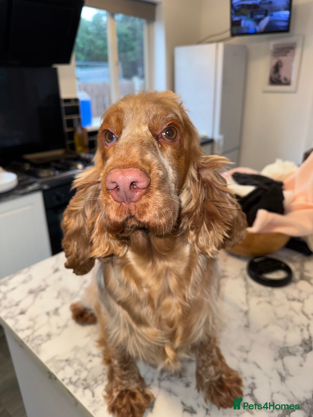 Cocker Spaniel dogs for sale: Girl Orange roan stunning cocker spaniel  - Advert 3