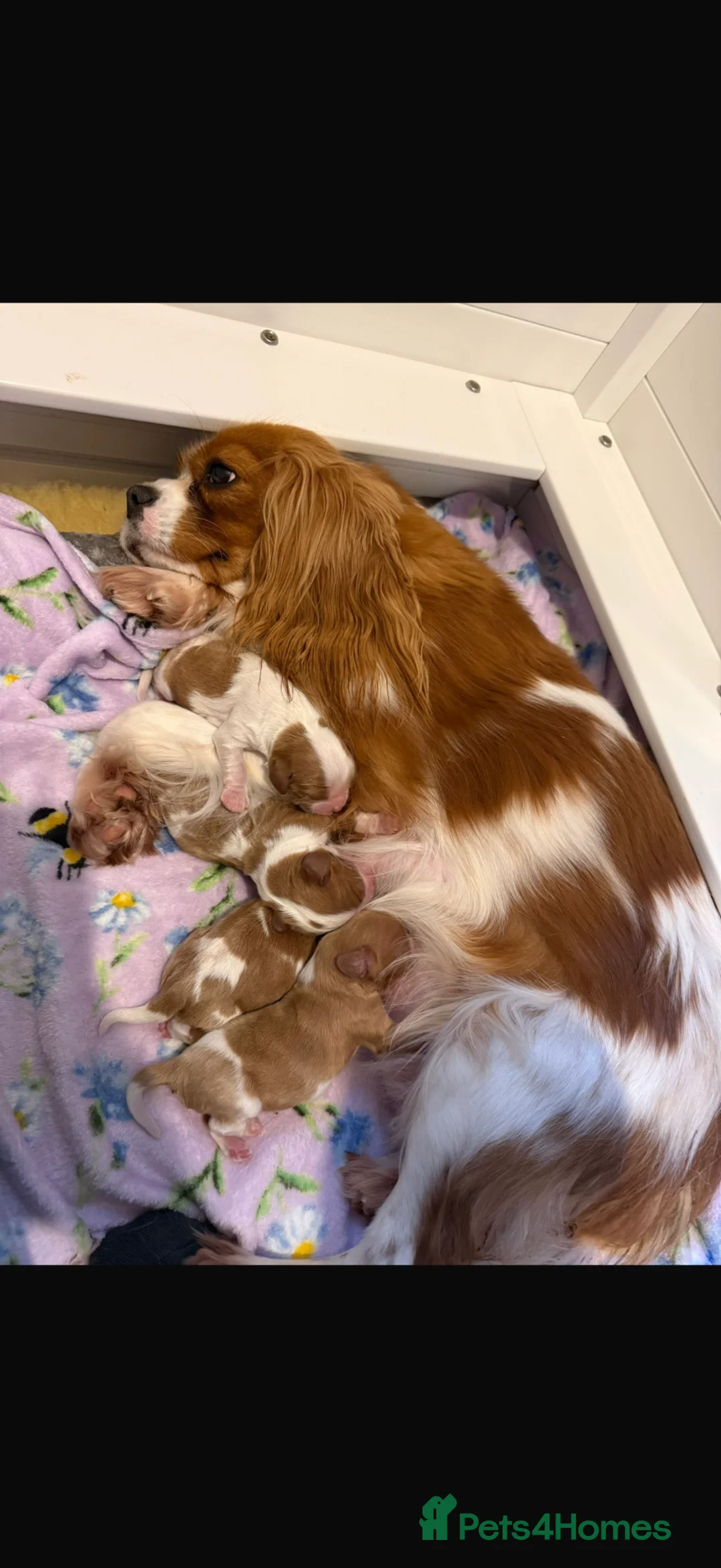 Cavalier King Charles Spaniel dogs for sale: Extensively Health Tested Cavilier King Charles - Advert 1