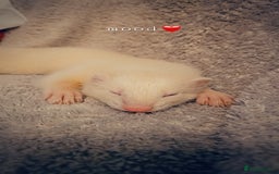 Ferret rodents for sale: 2 young hobs for sale - Image 2