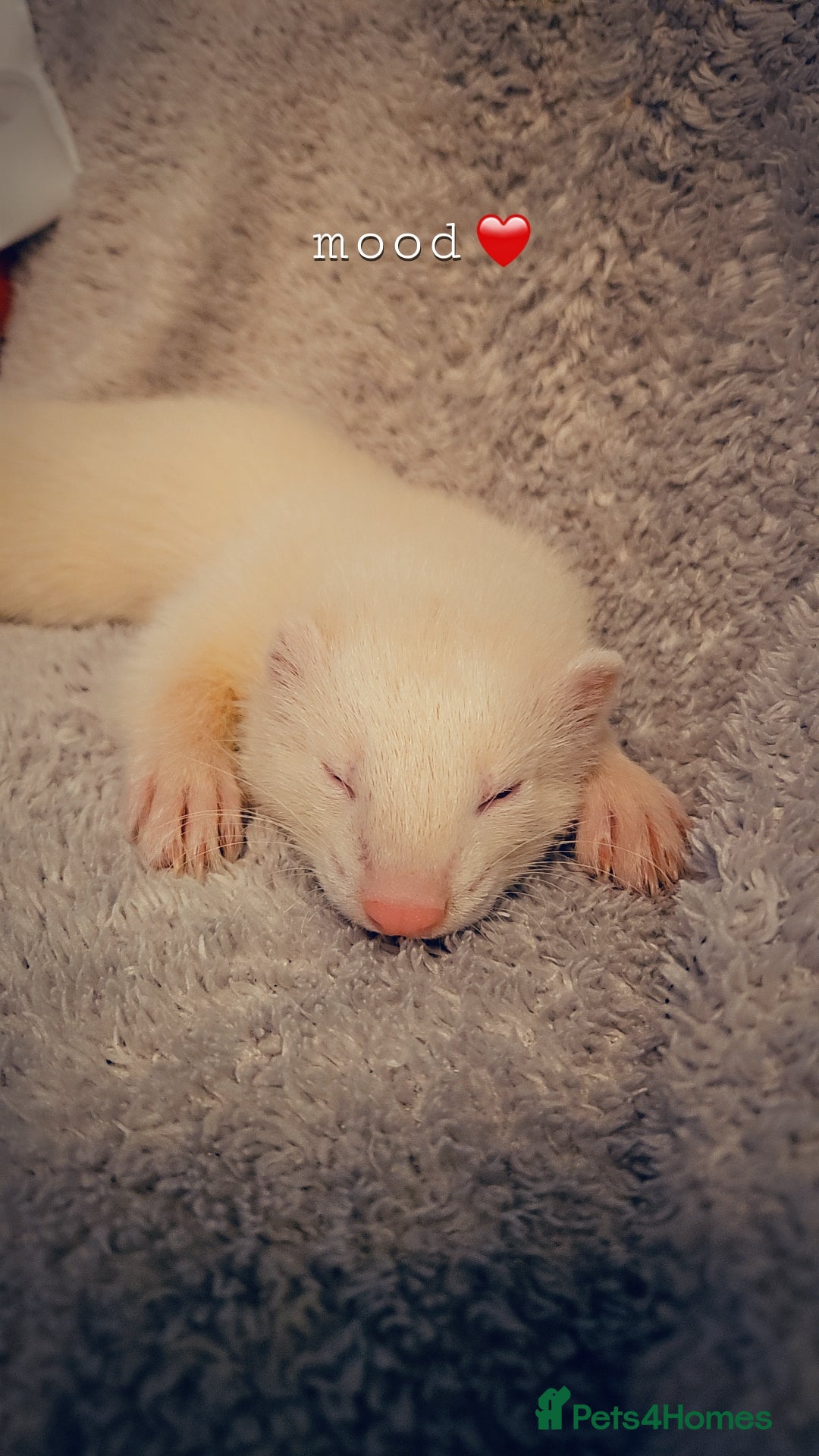 Ferret rodents for sale: 2 young hobs for sale - Image 2