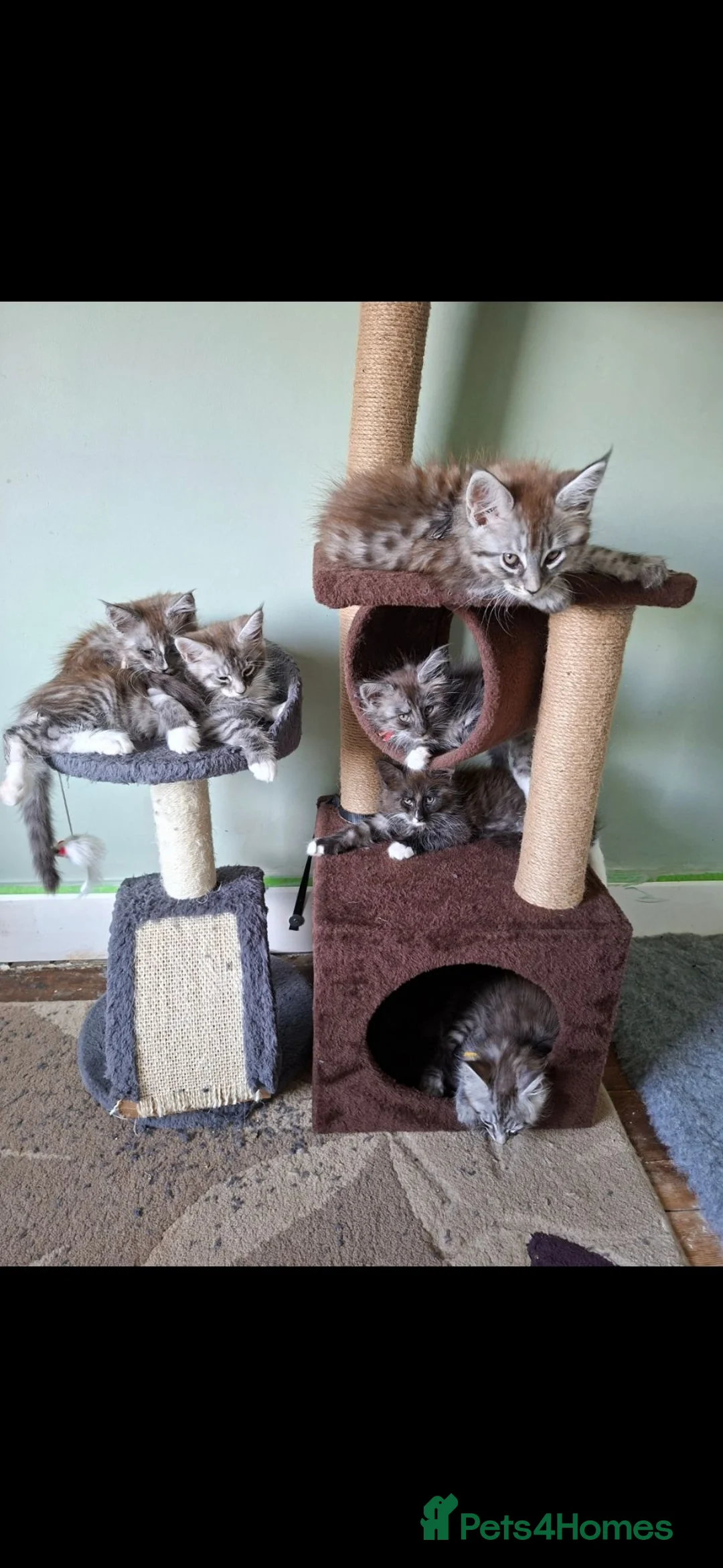 Maine Coon cats for sale: Silver tabby kittens in Great Yarmouth - Advert 2