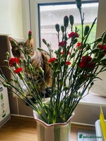 Mixed Breed cats - Advert 7