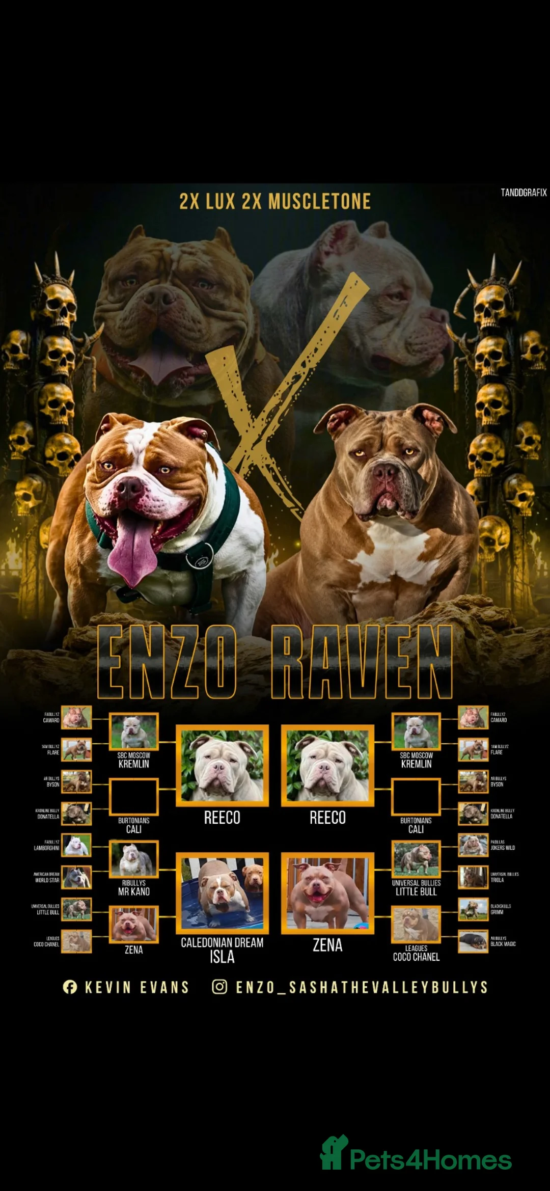 American Bully dogs for sale: Pocket Bullys  - Advert 1