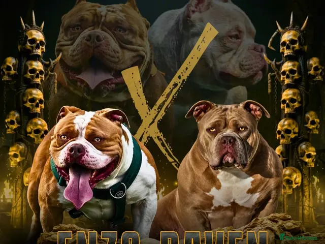American Bully dogs American Bully pocket - Advert 1
