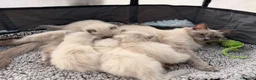 Ragdoll cats for sale: Beautiful Ragdoll kittens available for adoption - Advert 11