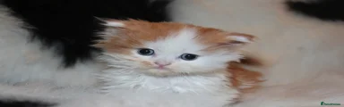 Scottish Fold Kitten 6