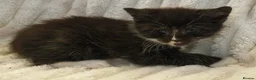 Maine Coon cats for sale: Maine Coon X  - Advert 11