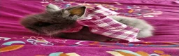 Lionhead rabbits for sale: Pure Breed Double Mained Lionhead - Advert 12