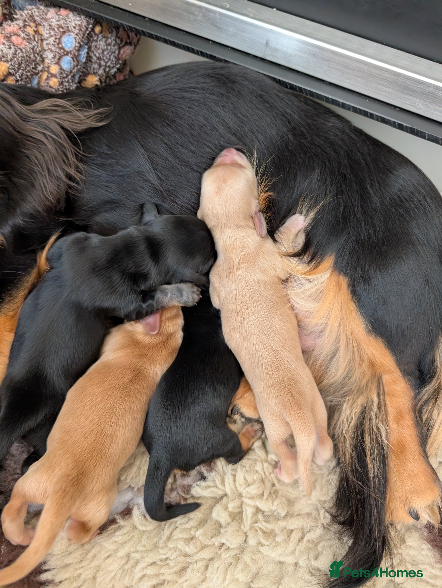 Miniature Dachshund dogs Stunning miniature dachshund  - Advert 3