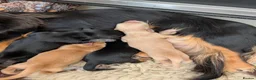 Miniature Dachshund dogs for sale: Stunning miniature dachshund  - Advert 1
