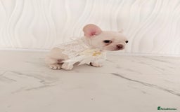 French Bulldog dogs for sale: Stunning platinum and lilac fawn boys and girls - Image 28