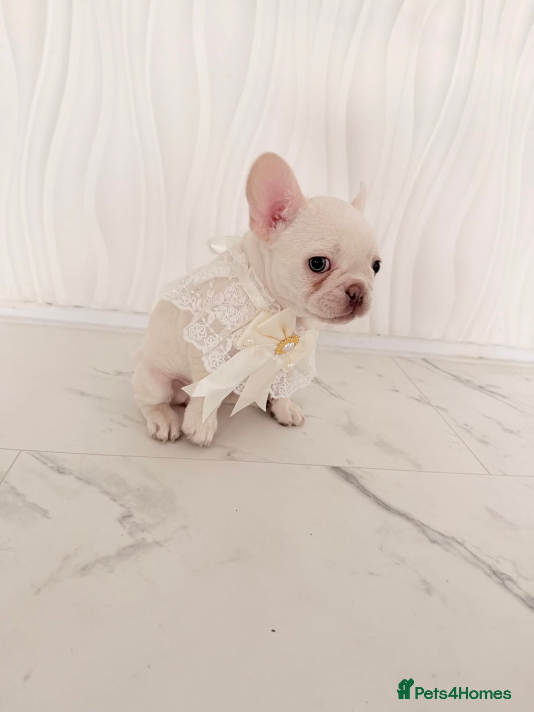 French Bulldog dogs for sale: Stunning platinum and lilac fawn boys and girls - Image 28