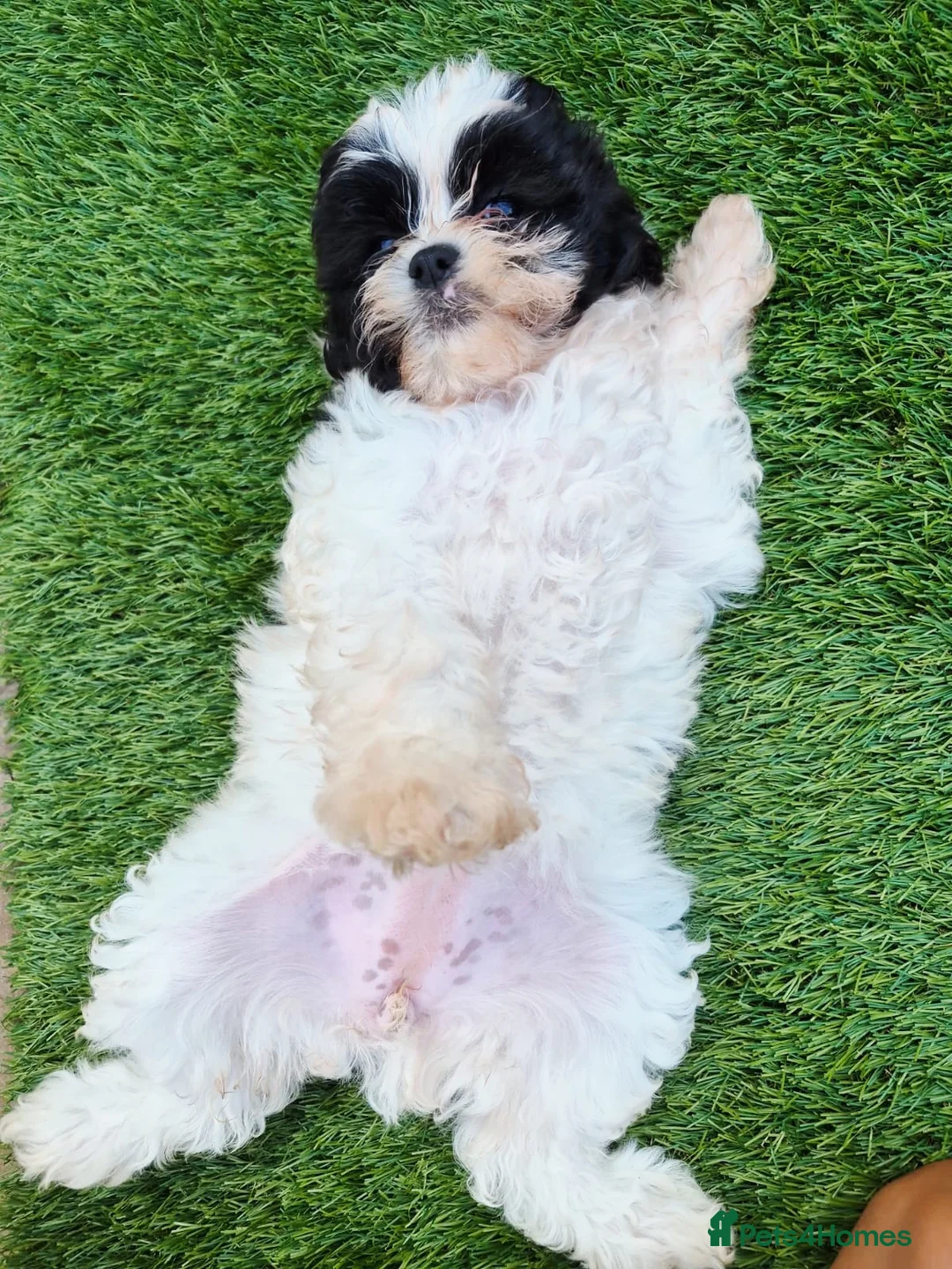 Shihpoo dogs for sale: Gorgeous puppies looking for there forever homes - Advert 2