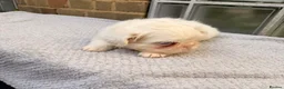 French Bulldog dogs for sale: 💕🐾 GORGEOUS FLUFFY FRENCH BULLDOG GIRLS KC REG - Advert 6