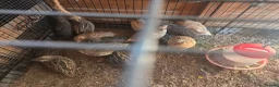 Quail poultry for sale: Japanese/ jumbo Quail  - Advert 3