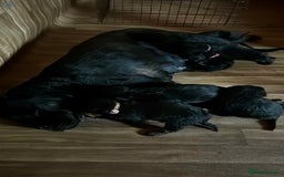 Rottweiler dogs for sale: 5-Generation Champion Line KC Rottweiler Puppies - Image 10
