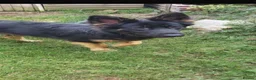 German Shepherd dogs for sale: German shepherd puppies  - Advert 2